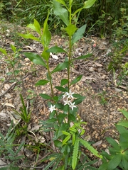 Crowea angustifolia