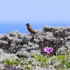 Emberiza pusilla