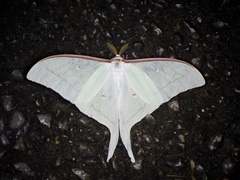 Actias aliena aliena