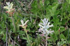 Lachenalia orchioides