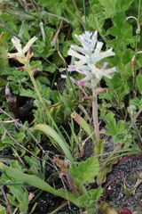 Lachenalia orchioides