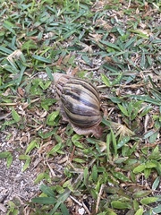 Lissachatina immaculata