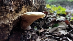 Crepidotus variabilis