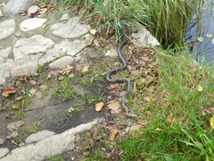 Zamenis longissimus
