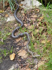 Zamenis longissimus