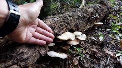 Crepidotus variabilis