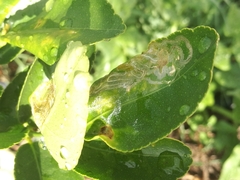 Phyllocnistis citrella