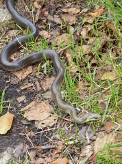 Zamenis longissimus