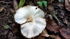 Crepidotus variabilis