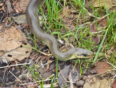 Zamenis longissimus