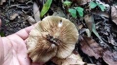 Crepidotus variabilis
