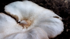 Crepidotus variabilis