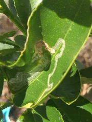 Phyllocnistis citrella