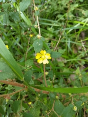 Hibbertia pilosa