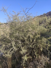 Rhamnus lycioides