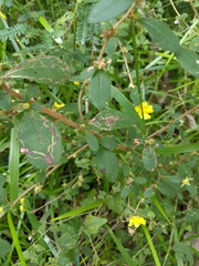 Hibbertia pilosa
