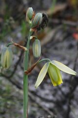 Albuca cooperi