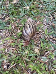 Lissachatina immaculata