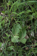 Neottia ovata