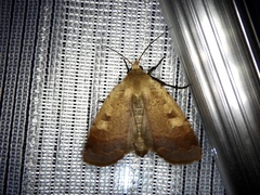 Sineugraphe oceanica