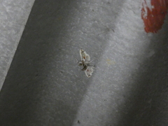 Neoleucinodes