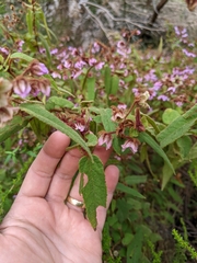 Thomasia paniculata