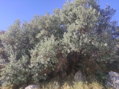 Olea europaea