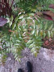 Azadirachta indica