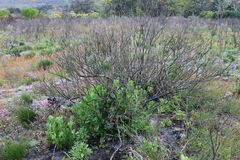Osteospermum moniliferum