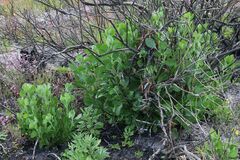 Osteospermum moniliferum