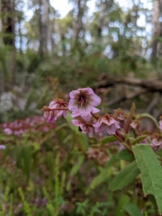 Thomasia paniculata