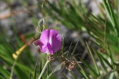 Vicia sativa