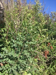 Ceratonia siliqua