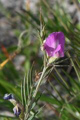 Vicia sativa