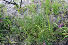 Vicia sativa