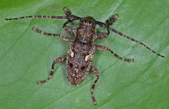 Aegomorphus circumflexus