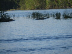 Pusa hispida saimensis