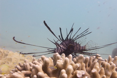 Pterois volitans