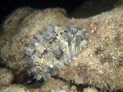 Stichopus horrens