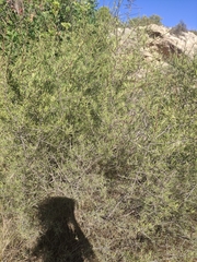 Rhamnus lycioides