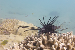 Pterois volitans