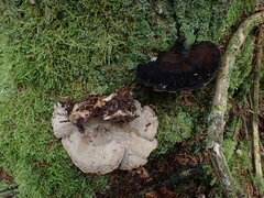 Ischnoderma benzoinum