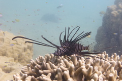 Pterois volitans