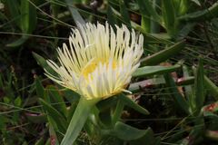Carpobrotus edulis edulis