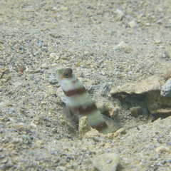 Amblyeleotris steinitzi