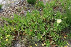 Carpobrotus edulis edulis