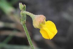 Hermannia multiflora