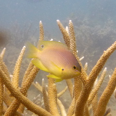 Pomacentrus amboinensis