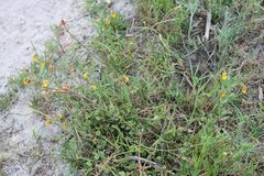 Hermannia multiflora