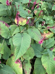 Bistorta amplexicaulis